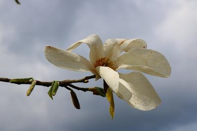 空に向かって咲いている白いコブシの花の様子を撮影した写真