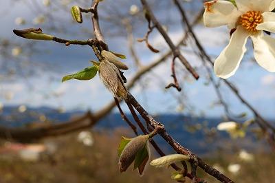 白く咲いているコブシの花と枝の間から生えているつぼみの様子を撮影した写真