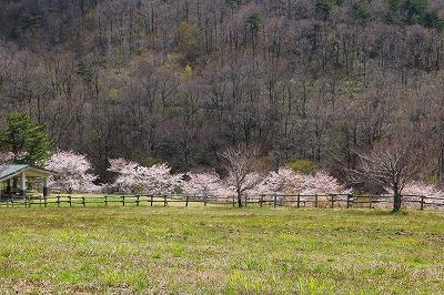 キゴ山内の少し奥の方で咲いている薄い桃色の桜を映した写真