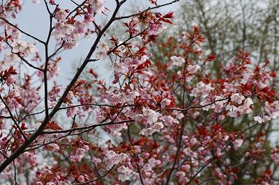 満開まであと少しと迫ってきた薄い桃色の桜の様子を映した写真