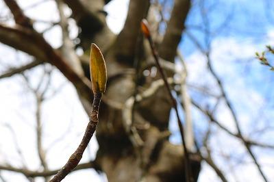 春の空と陽の光をいっぱいに浴びている様子の木の芽の写真