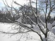 雪の積もった木や枝の中で新芽が少しずつ見えてきている様子を撮影した写真
