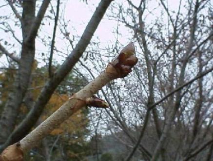 平成15年10月28日に撮影された葉が全て抜け落ちたトチノキの冬芽を映した様子の写真
