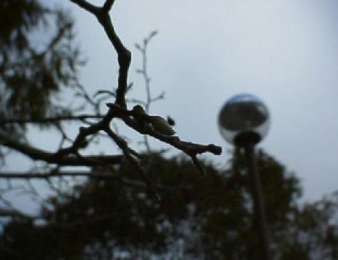 平成15年11月12日に撮影された葉もすべて落ち、冬芽が少し出てきた様子のコブシの写真