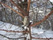 木の枝の上にある冬を越すカマキリの卵を撮影した写真