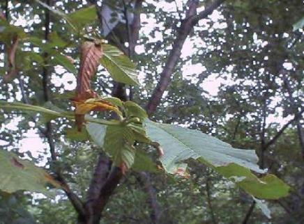平成15年7月8日に撮影された木の枝にある葉が所々枯れかけてきたトチノキの葉の様子を映した写真
