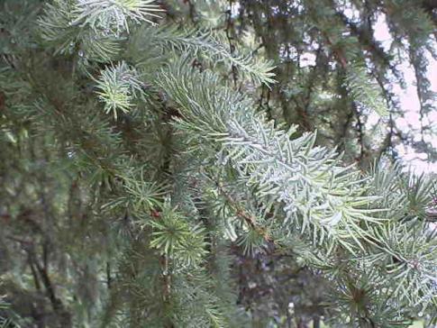 平成15年7月8日に撮影された緑の葉先にうっすら白みが掛かったカラマツの写真