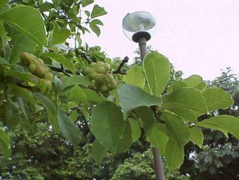 平成15年7月8日に撮影された緑の幾つか連なる種子が大きくなった様子のコブシの写真