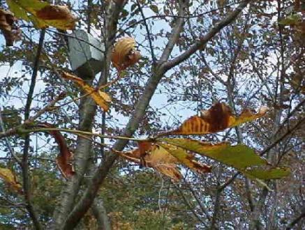 平成15年10月17日に撮影された木全体の半分近くの葉が枯れ落ちてしまったトチノキを映した様子の写真