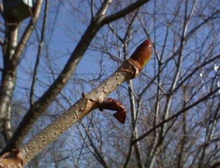 平成15年12月3日に撮影された上の芽にある薄皮が取れたトチノキの冬芽を映した様子の写真