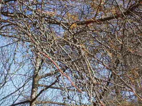 平成15年12月3日に撮影されたすっかり葉が落ちてしまったカラマツの写真