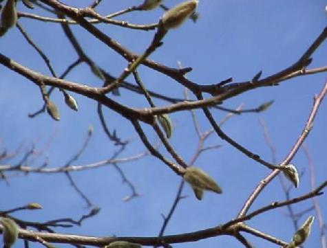 平成15年12月3日に撮影されたいくつもの枝に付く冬芽に切り替わった様子のコブシの写真