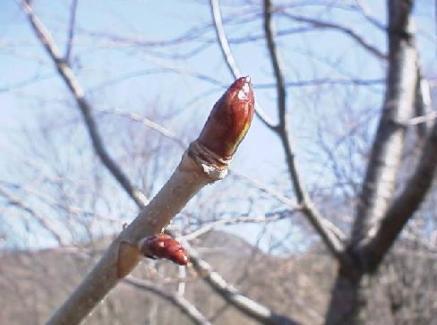 平成16年3月19日に撮影された少し大きくなったトチノキの冬芽を映した様子の写真