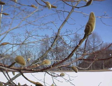 平成16年3月19日に撮影された少し大きくなったコブシの冬芽を映した様子のコブシの写真