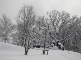 木の枝の上や辺り一面が雪で覆われている12月中旬の様子の写真