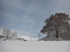 地面や木の葉などの上に積雪によって真っ白に覆われている様子の写真