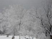 積雪により真っ白になった木の枝の様子を撮影した写真