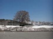 4月上旬になり積雪が少し残っている様子のどんぐり広場を撮影した写真