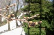 木の枝にあるまだ小さい桜のつぼみの様子を撮影した写真