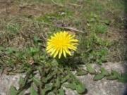 地面に咲く一輪の黄色いたんぽぽの様子を撮影した写真
