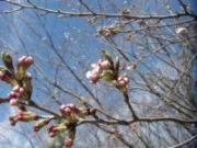 木の枝にある桜のつぼみが少しずつほころんできた様子を撮影した写真