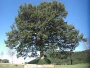 青空を背景に立っているアベマキの木の写真