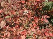 橙色に色づいている様子のマユミの葉の写真
