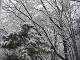 木や木の枝に雪が積もっている様子の写真