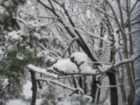 木の枝に雪が積もっている様子の写真