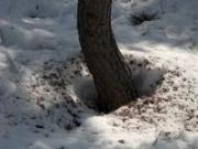 木の周辺に落ちているリスが食い散らかしたたくさんのまつぼっくりの食痕の写真