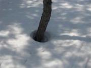 まつぼっくりも何も落ちてない木の雪に覆われた地面の周辺の写真