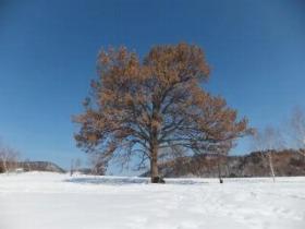 青空に映え空に向かって立っている茶色のアベマキの木を撮影した写真