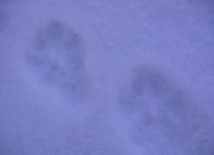 雪道に残っていたホンドギツネの足跡の写真