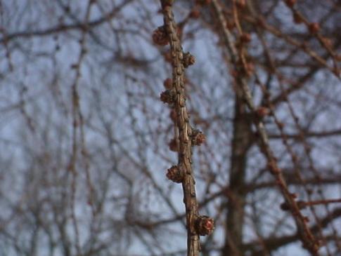 平成16年2月24日に撮影された木の枝につぼみがついたカラマツの写真