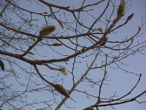 平成16年2月24日に撮影された12月の頃とほとんど様子が変わっていない冬芽のついたコブシの写真
