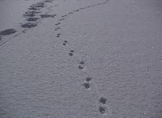 雪道に残っていたホンドギツネの足跡の写真