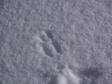 雪道に残っている赤松林で目撃されたニホンリスの足跡の写真