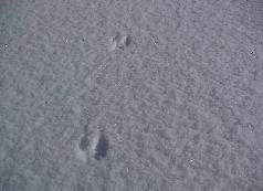 雪道に残っていたニホンリスの足跡の写真