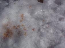 雪道に落ちているメスのノウサギが零した「赤ション」の写真