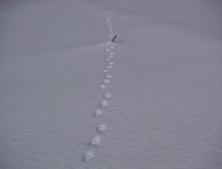 雪道に残っている3つ1組になっている動物の足跡の写真