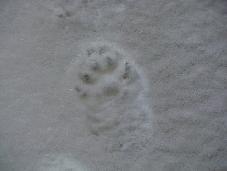雪道に残っているホンドテンの足跡の写真(左の画像の正解画像)