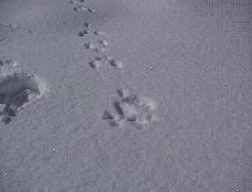 雪道に残っているノウサギの足跡の写真