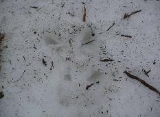 雪道に残っているひづめが開いているのがわかるニホンカモシカの足跡の写真