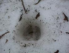 雪道に残っているひづめが閉じているのがわかるニホンカモシカの足跡の写真
