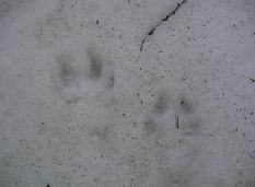雪道に形のちがう足跡が2つ並んでいる様子の写真