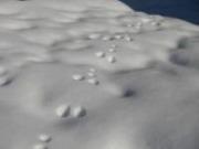 雪道に残っているウサギの足跡を撮影した写真