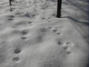 雪道に残っているウサギとカモシカの足跡を撮影した写真