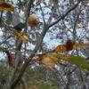 葉がすっかり枯れ落ちてきたトチノキの様子を秋に撮影した写真