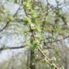 木の枝から生えている黄緑色の新芽のカラマツの様子を早春に撮影した写真