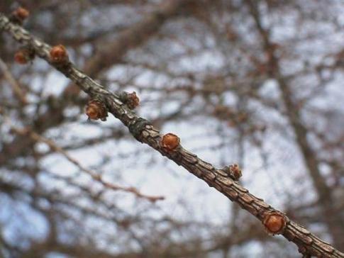 平成15年3月12日に撮影された木の枝に生えているカラマツの写真